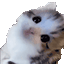 catlookup