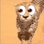 cheetahlook