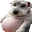 chuddog