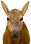 deerge