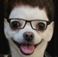 dogstiny