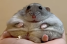 hamsterchill