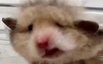 hamsterw