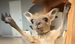 kangaroocinema