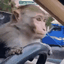 monkeysteer