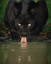 pantherlook