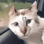 whatmeow